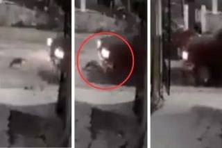 &iexcl;Ahora en Puebla!, hombre atropella cruelmente a perrita y es criticado en redes