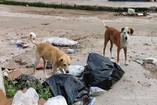 Envenenan a m&aacute;s de 10 perros y gatos en Oaxaca